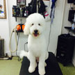 Astoria, New York Pet Grooming