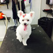 Astoria NY Pet Grooming