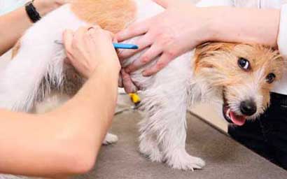 Pet Grooming in Astoria NY