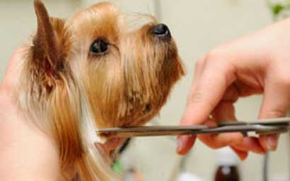 Pet Grooming Services