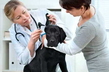 Pet Veterinarian Services in Astoria NY