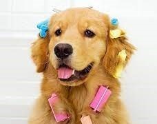 Basic Pet Grooming Package Service